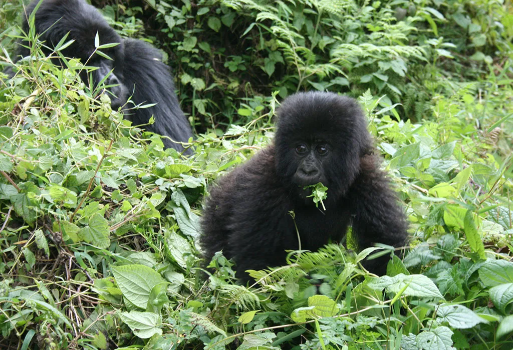 3-Day Gorilla Trekking in Rwanda