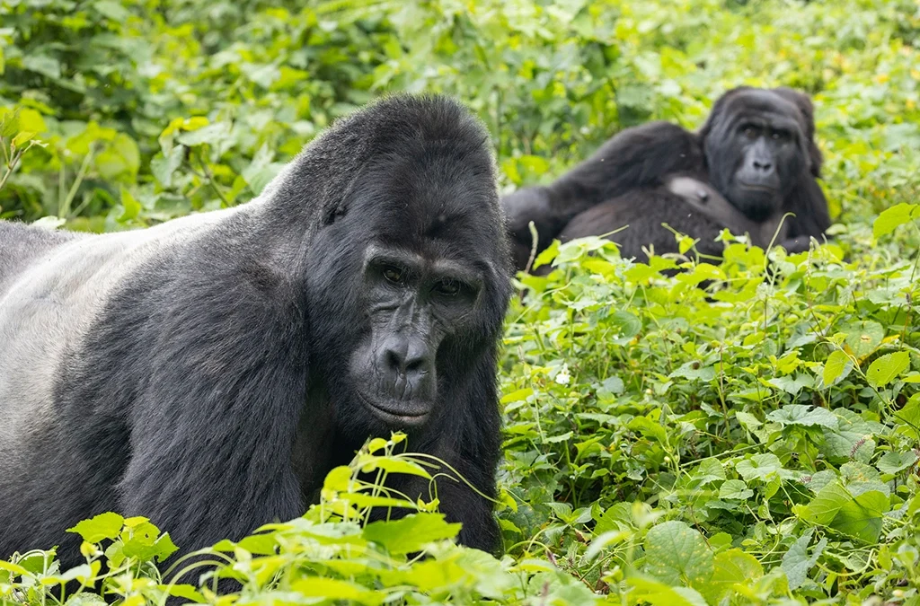 How much is a gorilla trekking safari in Uganda