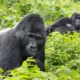 How much is a gorilla trekking safari in Uganda