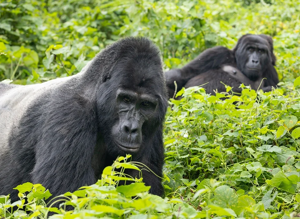 How much is a gorilla trekking safari in Uganda