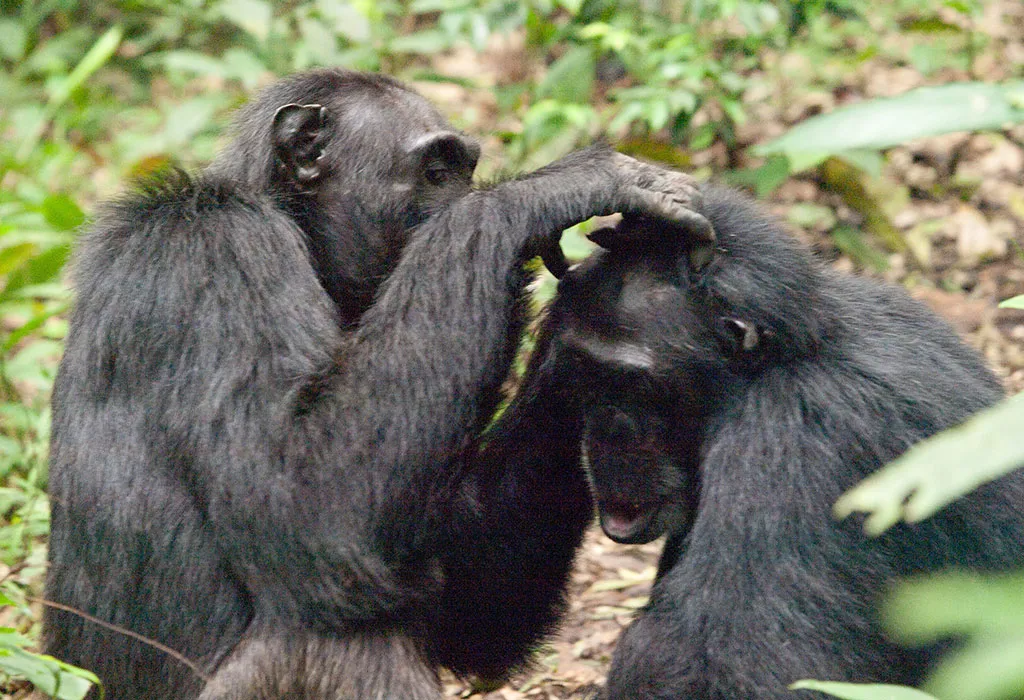 7-Day Rwanda Primates & Game Safari