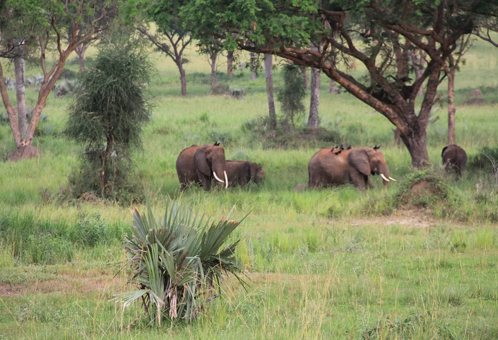 8-Day Uganda Wildlife Safari