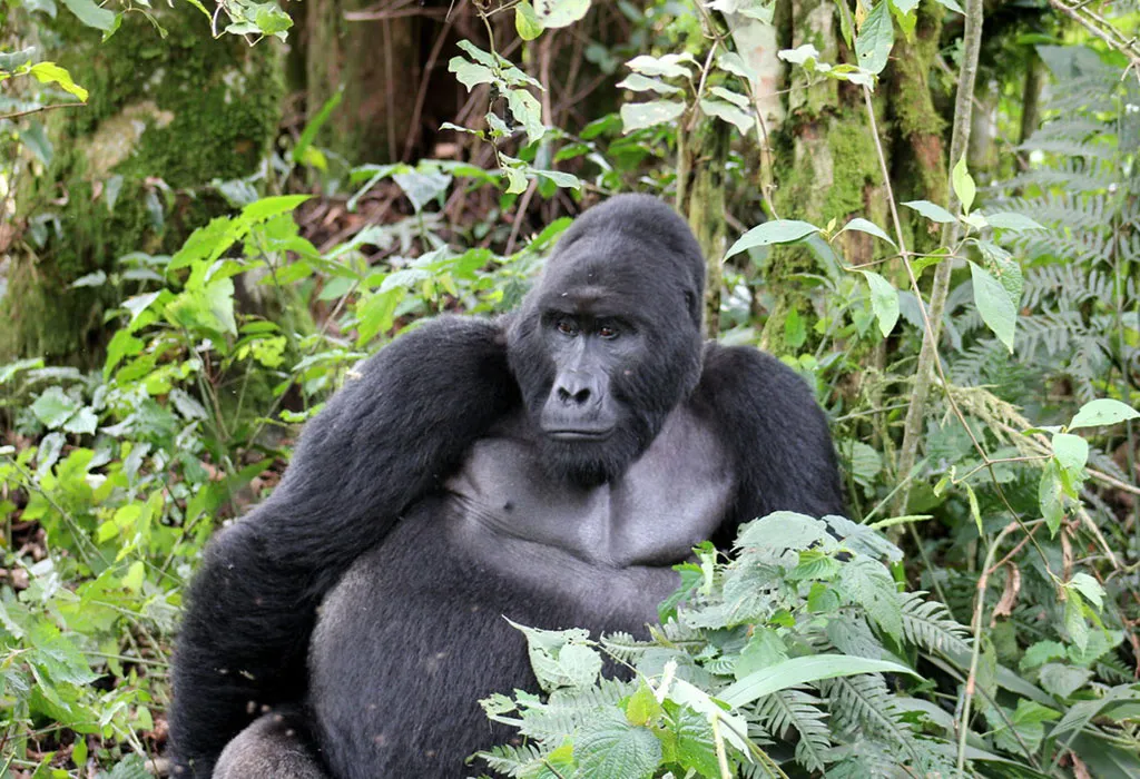 9-Day Gorilla Trekking and Wildlife Safari