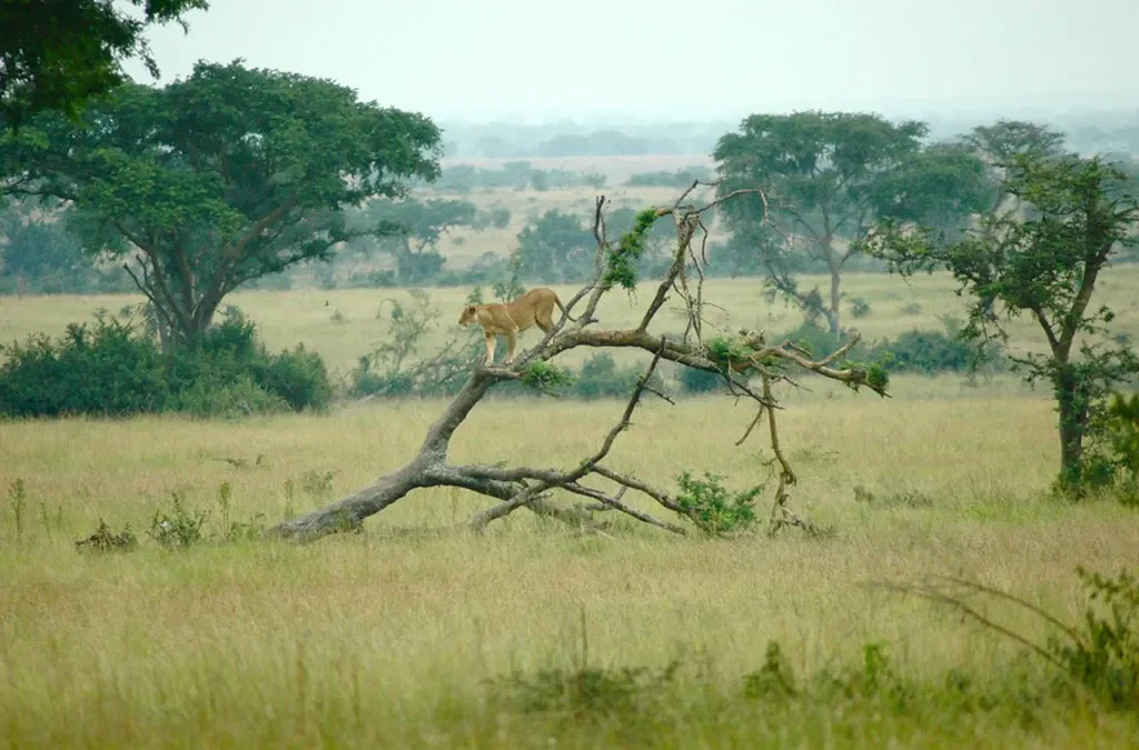 How to get to Queen Elizabeth National Park