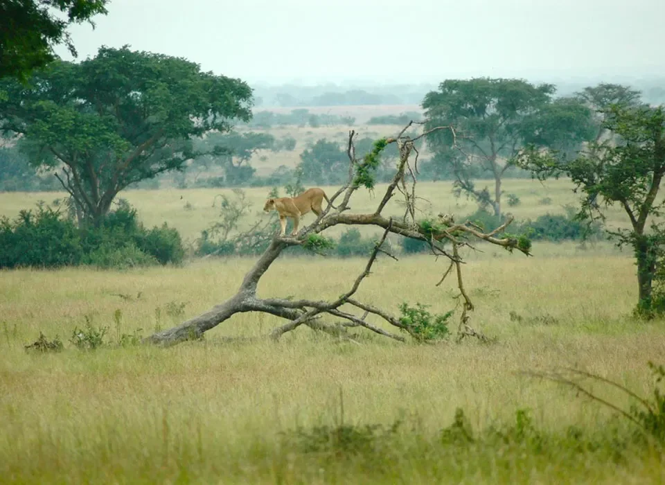 How to get to Queen Elizabeth National Park