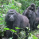 Gorillas