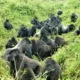 Gorilla Trekking in Uganda and Rwanda
