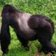 Mountain Gorilla