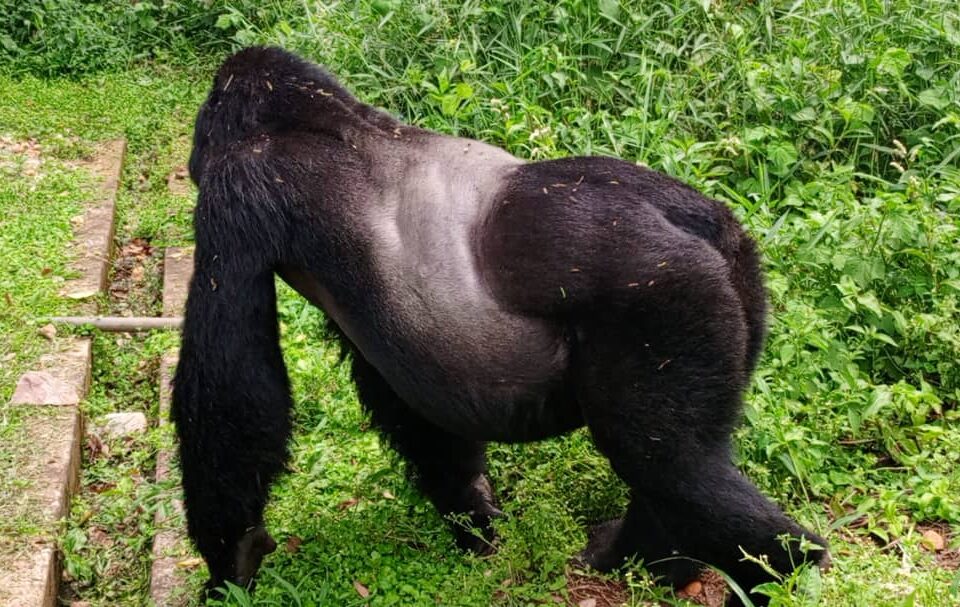 Mountain Gorilla