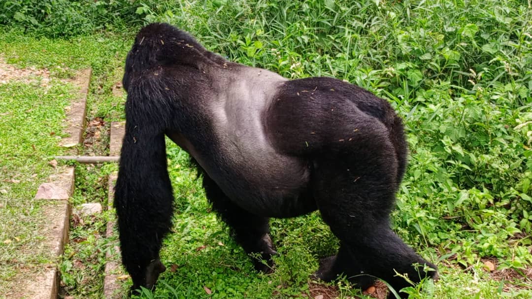 Mountain Gorilla