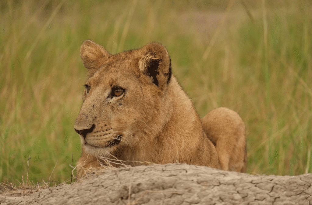 Where to see lions in Uganda and Rwanda
