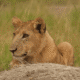 Where to see lions in Uganda and Rwanda