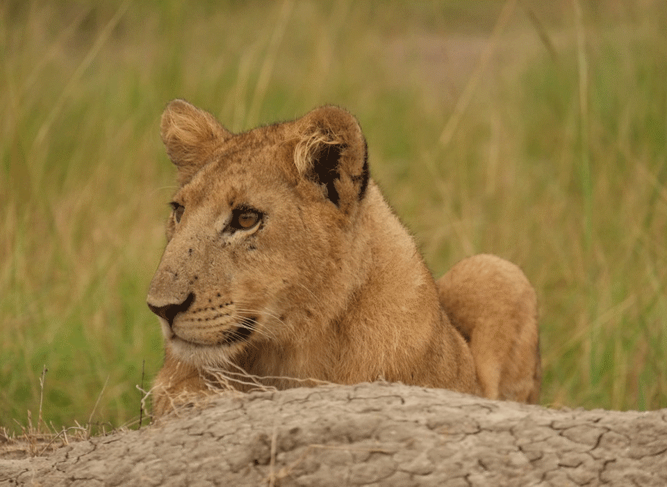 Where to see lions in Uganda and Rwanda