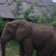 Best Places to See Elephants in Uganda and Rwanda