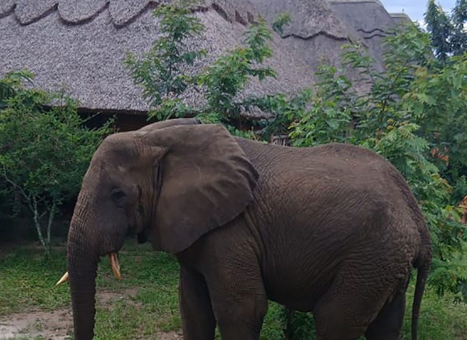 Best Places to See Elephants in Uganda and Rwanda