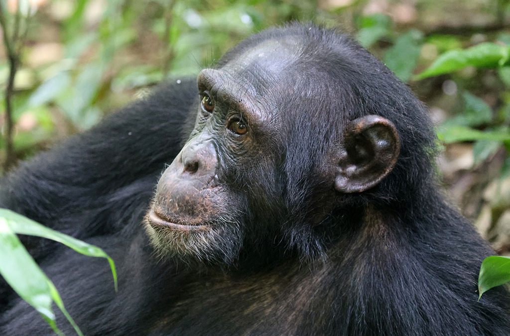 Where to See Chimpanzees in Uganda