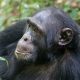 Where to See Chimpanzees in Uganda