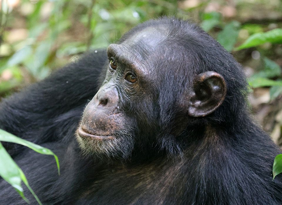 Where to See Chimpanzees in Uganda