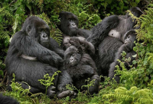 5 Day Uganda Gorilla and Queen Elizabeth Wildlife Safari
