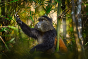 6 Day Uganda Gorilla and Chimpanzee Safari