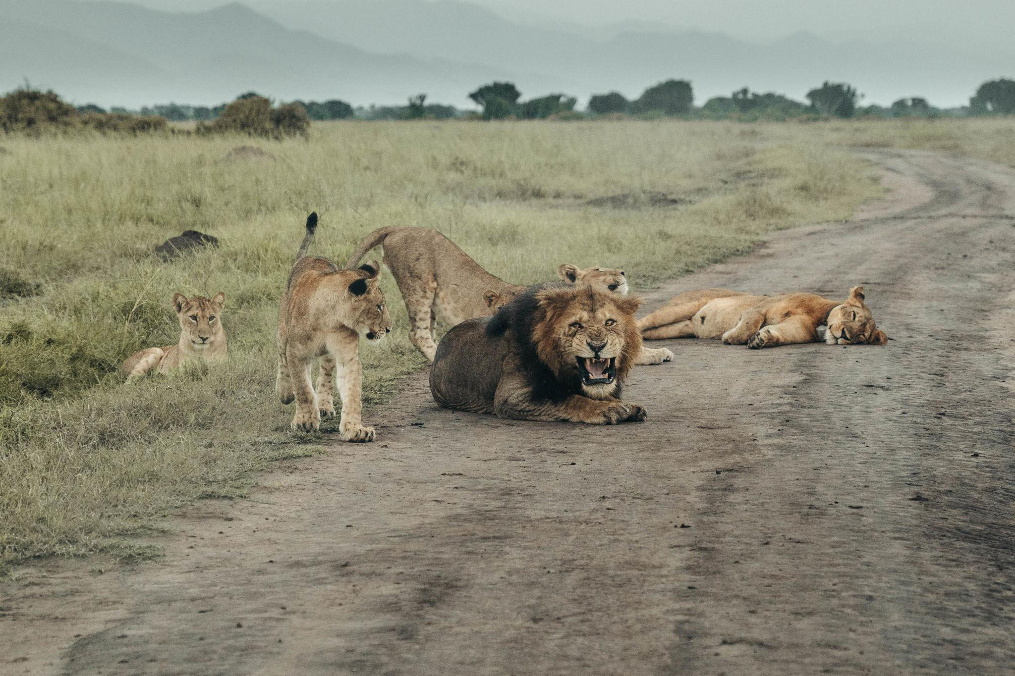 why do lions roar
