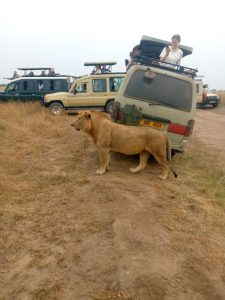 Lions in safaris