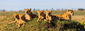 Lions during an African wildlife safari