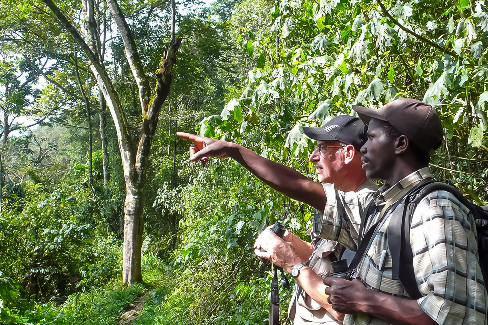 Guest birdwatching in Bwindi Impenetrable National Park, Uganda