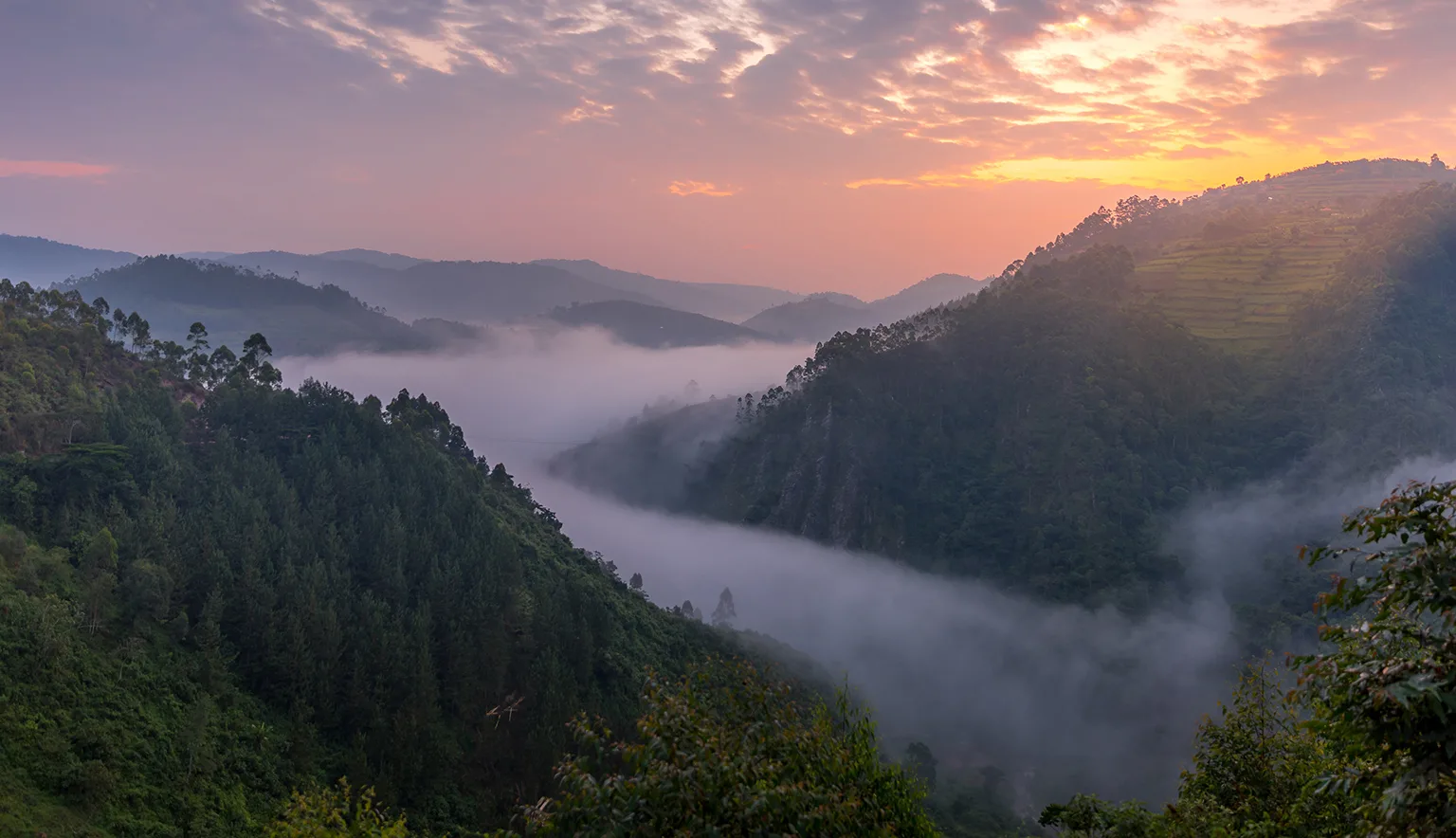 Bwindi Impenetrable National Park rainforest in Uganda