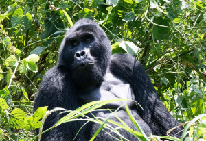 Uganda Gorilla Trekking Cost 2027