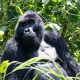 Uganda Gorilla Trekking Cost 2027