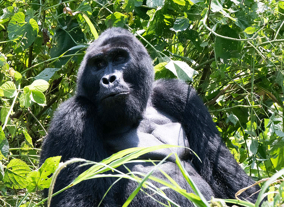 Uganda Gorilla Trekking Cost 2027
