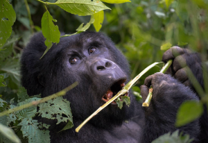 Young mountain gorilla during a budget Uganda gorilla safari