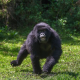 Affordable Mgahinga gorilla and golden monkey safari Uganda