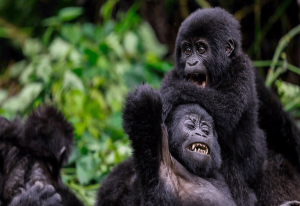 4 Day Gorilla Trekking and Lake Bunyonyi Safari