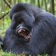 A silverback mountain gorilla can play a vital role in family stability