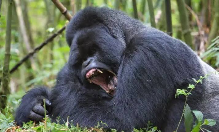 A silverback mountain gorilla can play a vital role in family stability