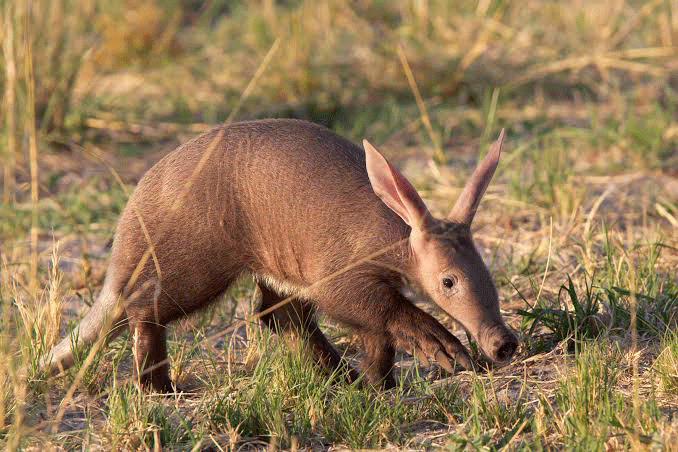 Aardvark-on-night-safaris. the noctunals 