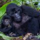 Mountain gorilla mothers caring for her baby in Bwindi Uganda