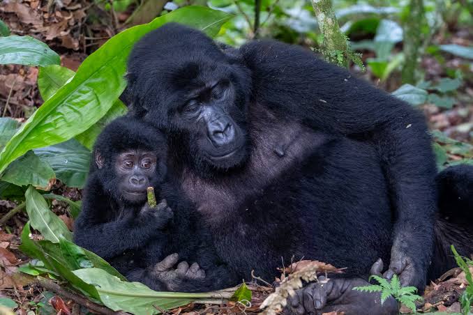 Mountain gorilla mothers caring for her baby in Bwindi Uganda