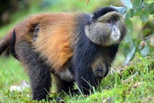 Golden monkey tracking combined with Uganda Gorilla Trekking Tours