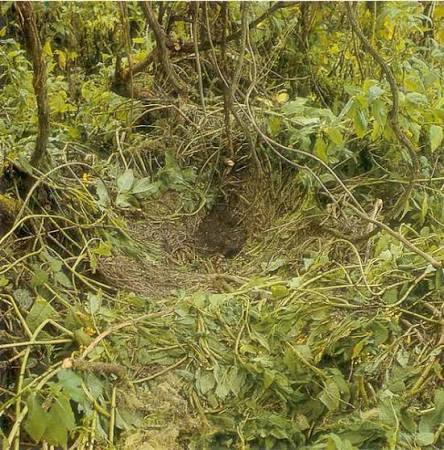 Gorilla nests and other signs can help trackers reconstruct the family's recent movement through Bwindi.
