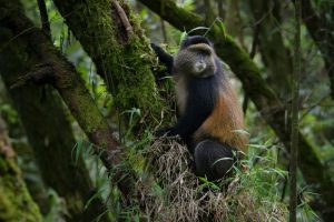 Uganda Gorilla Trekking Tour from Kigali Rwanda