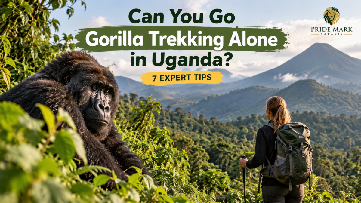 Can You Go Gorilla Trekking Alone in Uganda? Solo traveler exploring the rainforest near a mountain gorilla.