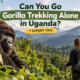 Can You Go Gorilla Trekking Alone in Uganda? Solo traveler exploring the rainforest near a mountain gorilla.