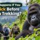 Sick before gorilla trekking in Uganda – mountain gorilla sick before gorilla trekking
