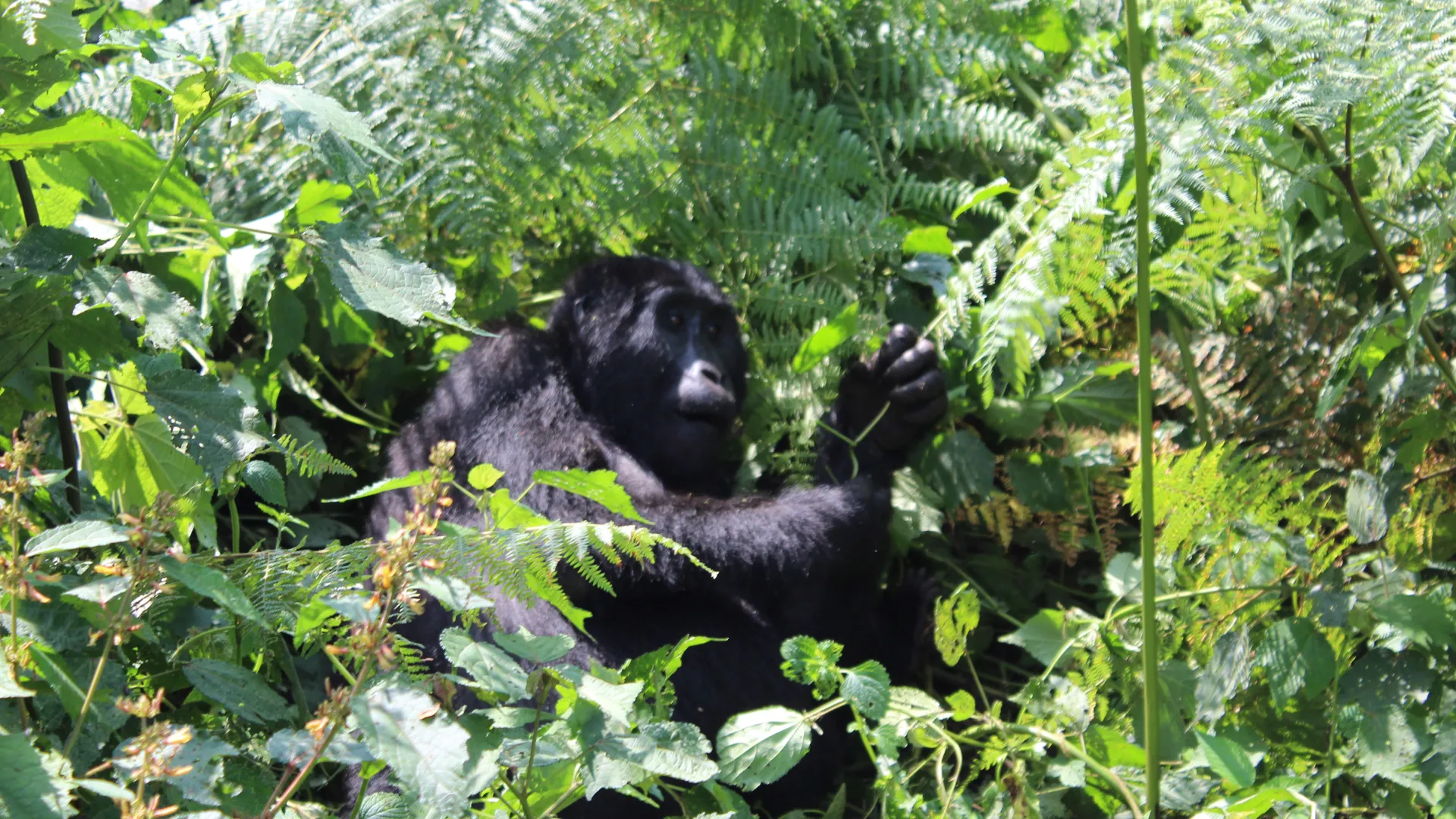 A Mountain Gorilla Hiding