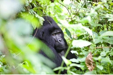 Mountain gorillas in Bwindi, Uganda — Uganda Rainy Seasons and Safari Value