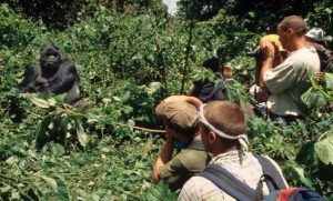 Uganda vs Rwanda Luxury Gorilla Trekking: The Big Picture