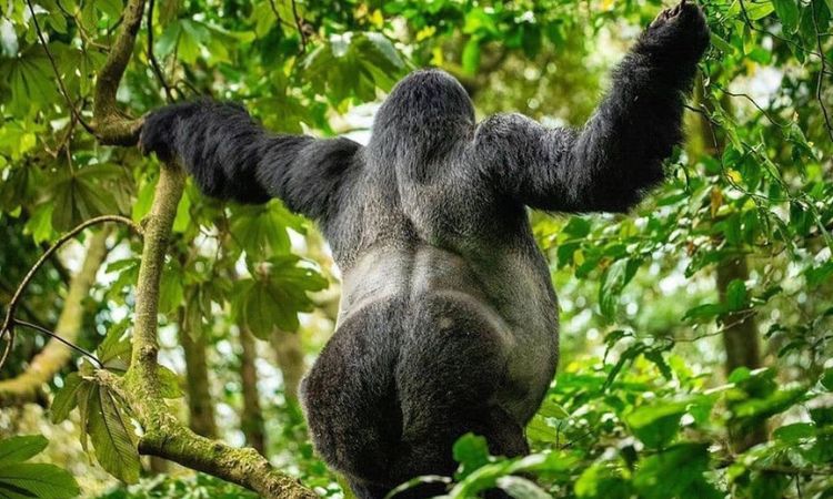 Mountain gorilla family in a natural forest habitat